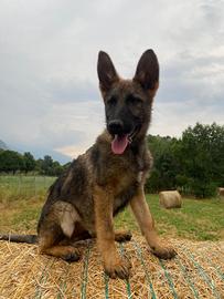 Pastore tedesco grigione