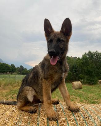 Pastore tedesco grigione