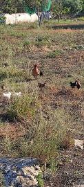 Galline siciliane