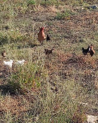 Galline siciliane