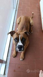 Cane simil boxer di 15 mesi