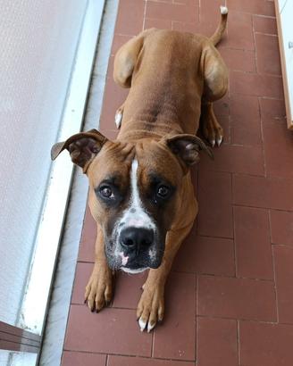Cane simil boxer di 15 mesi