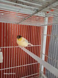 Gloster maschio corona 2025