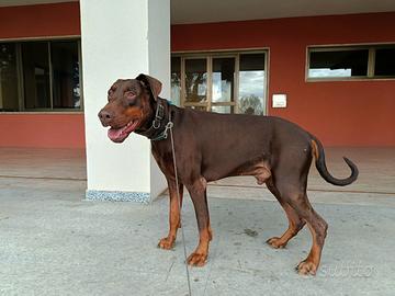 Dobermann con pedigree per monta