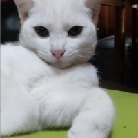 Angora Turkish