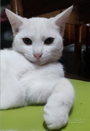 Angora Turkish