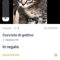 Cucciolo gatto
