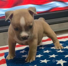 Cuccioli American Bully Pocket Con pedigree ABKC