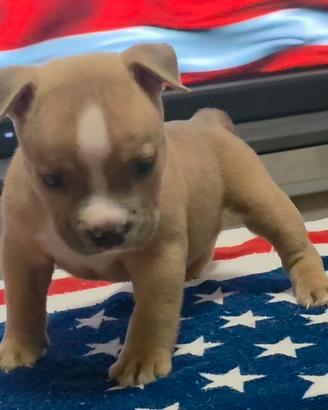Cuccioli American Bully Pocket Con pedigree ABKC