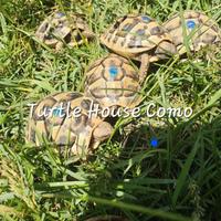 Tartarughe di terra Testudo Hermanni