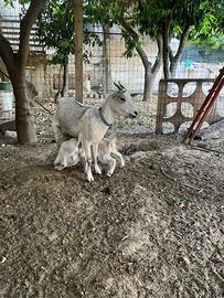 Capre tibetane