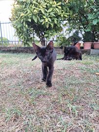 Gattino in adozione