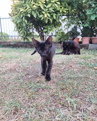 Gattino in adozione