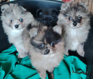 Pomerania volpino