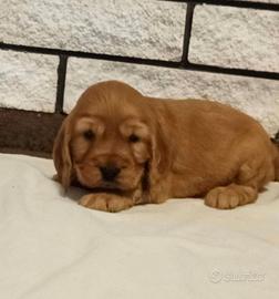 Cocker Spaniel cuccioli