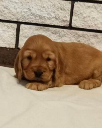 Cocker Spaniel cuccioli