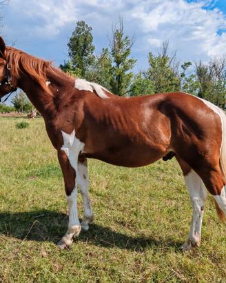 Cavallo pezzato maschio intero
