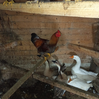 Coppia di oche cignoidi bianco