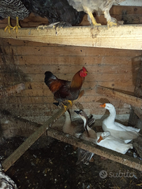 Coppia di oche cignoidi bianco