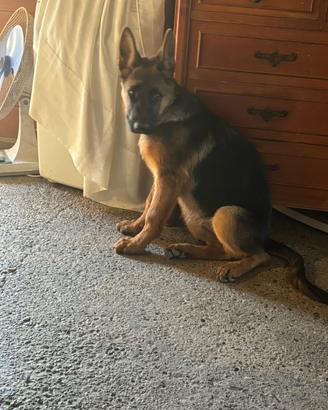 Cuccioli di pastore tedesco