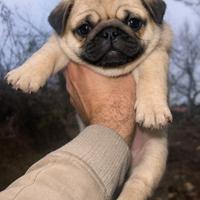 Carlino