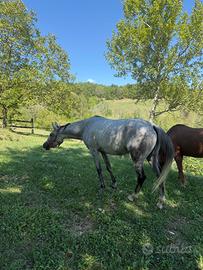 Cavallo