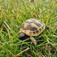 Gabbia per Tartaruga