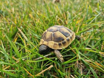 Gabbia per Tartaruga