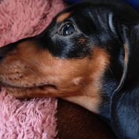 Bassotto nano/kaninken pedigree Enci