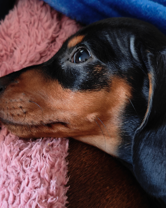 Bassotto nano/kaninken pedigree Enci