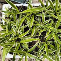 pianta ragno chlorophitum nastrino falangio intern