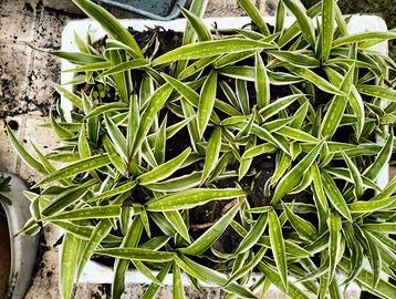 pianta ragno chlorophitum nastrino falangio intern