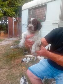 Cuccioli Lagotto romagnolo