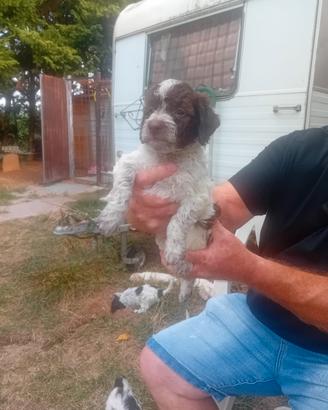 Cuccioli Lagotto romagnolo