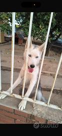 Cuccioli Husky