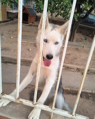 Cuccioli Husky