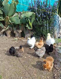 Pulcini Moroseta Silkie