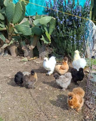 Pulcini Moroseta Silkie