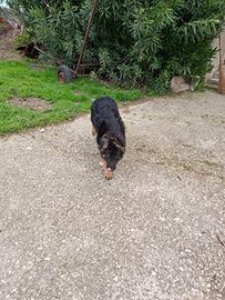 Cucciolona di pastore tedesco nero focato