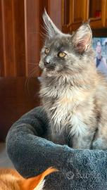 Piccole di Maine coon