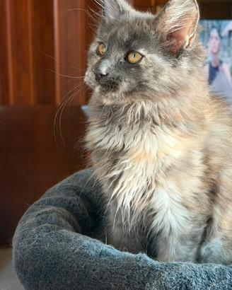 Piccole di Maine coon