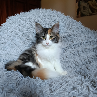 Gattina di razza norvegese delle foreste