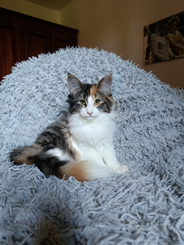 Gattina di razza norvegese delle foreste