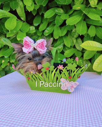 Mini Yorkshire Terrier mini toy