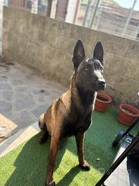 Pastore belga x monta