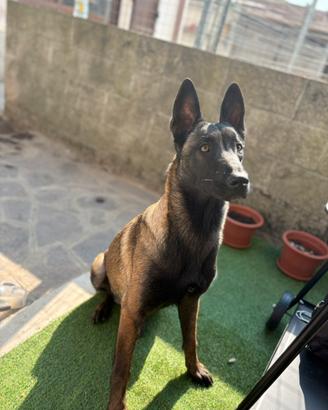 Pastore belga x monta