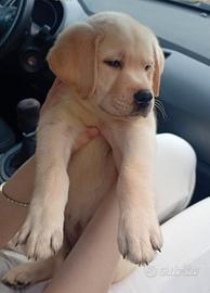 Ultimo cucciolo di labrador retriever
