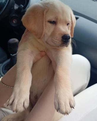 Ultimo cucciolo di labrador retriever