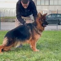 Cucciolona di pastore tedesco