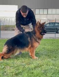 Cucciolona di pastore tedesco